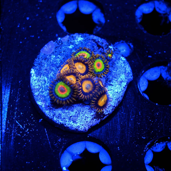 Zoanthids combo live wysiwyg coral on sale best online prices for