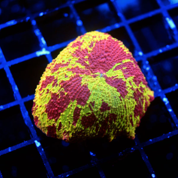 Jawbreaker mushroom live wysiwyg corals available online best coral prices Strictly Fish Miami