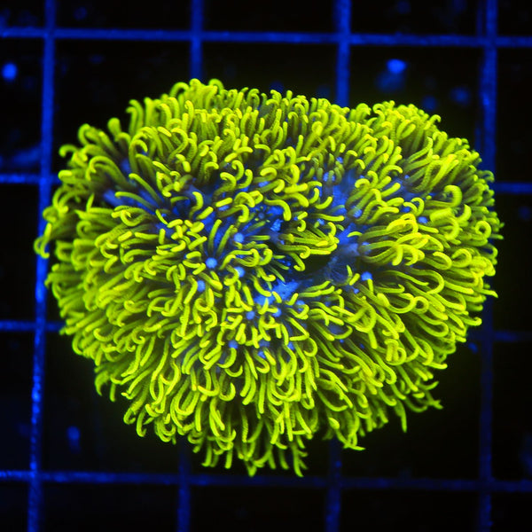 0Z9A0737_grande.jpg?v=1742869134