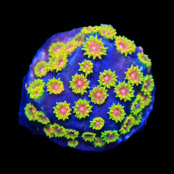 早い者勝ち！COLONISTA CONPE10 Coral WWC Bizarro Cyphastrea WYSIWYG Live encrusted corals for
