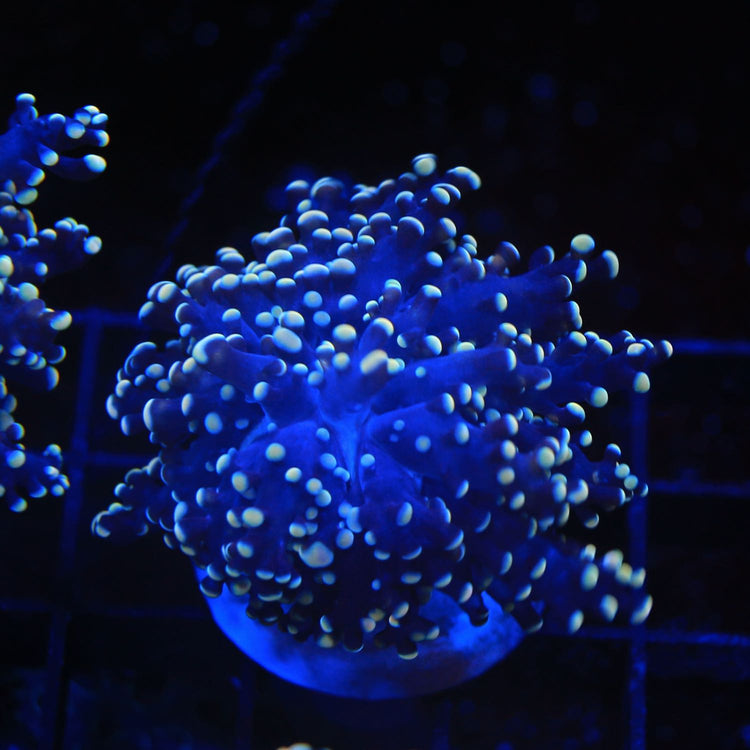 Frogspawn coral, one of our live coral offerings