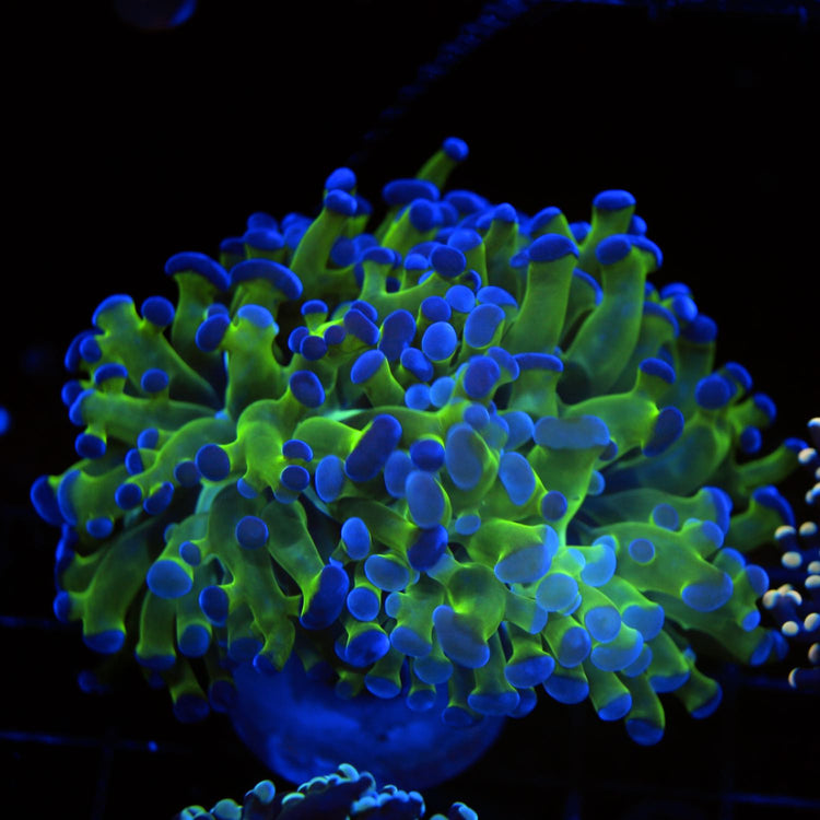 Green Frogspawn coral, a healthy LPS specimen