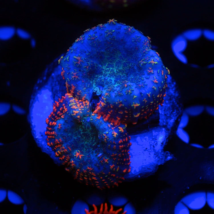 Rainbow Rim Rhodactis, an example of vividly colored WYSIWYG coral