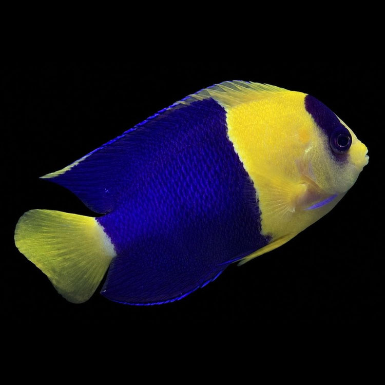 Bicolor Angelfish, part of the current Strictly Fish & Corals livestock selection