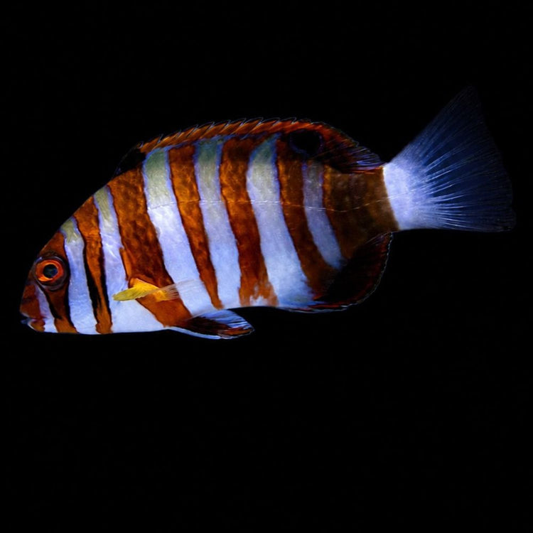 Healthy saltwater wrasse, illustrating a fish without visible disease symptoms