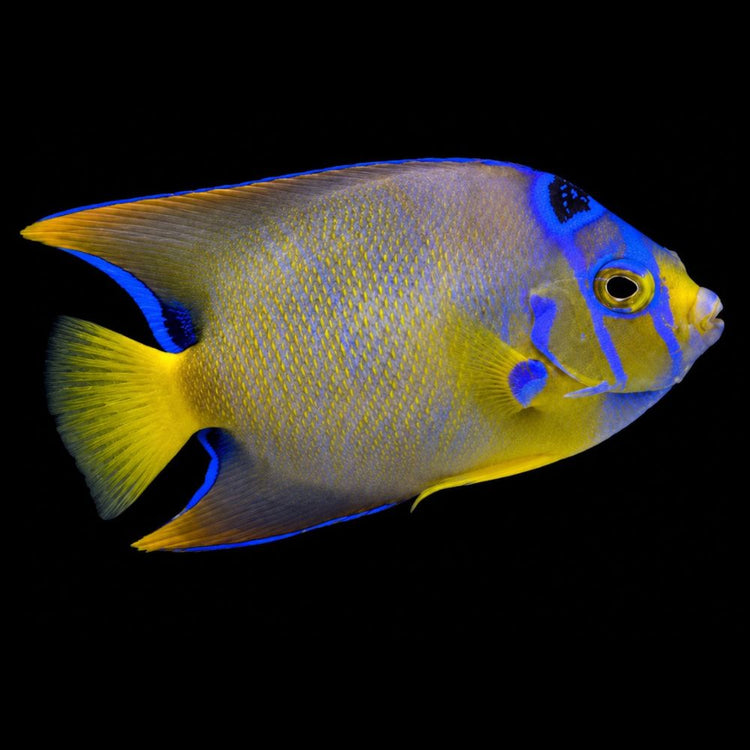 Queen Angelfish, an example of livestock priced call-for-availability