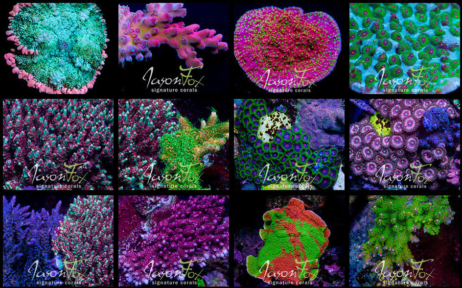 Jason Fox Exotic Corals