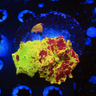 WYSIWYG frags of all types of corals for sale in this album
