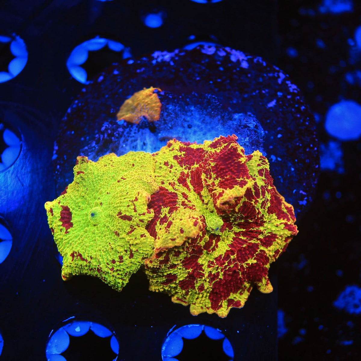 WYSIWYG frags of all types of corals for sale in this album