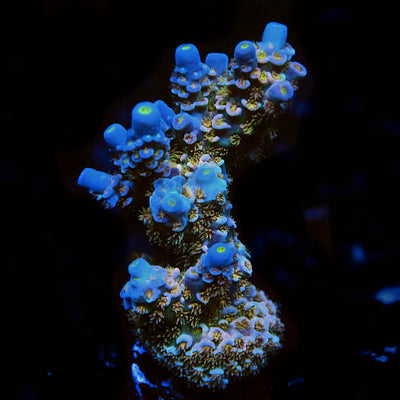 SPS - Small Polyp Stony