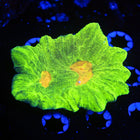WYSIWYG lps corals for sale
