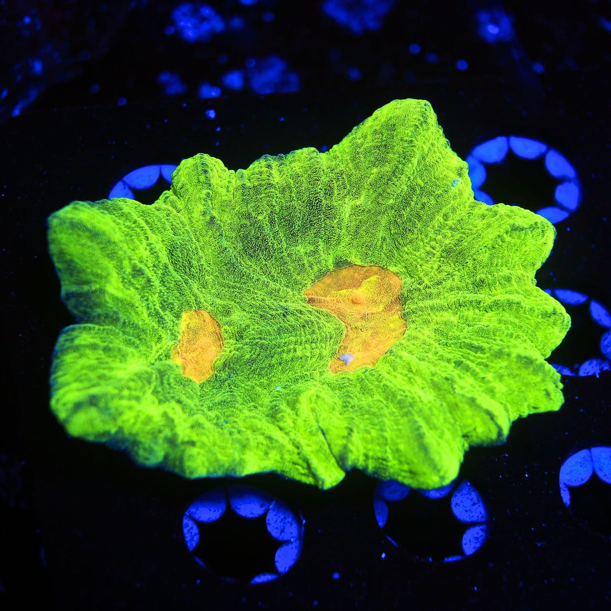 WYSIWYG lps corals for sale