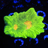 WYSIWYG lps corals for sale