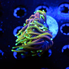 Euphyllia corals, torches, frogspawns, hammers