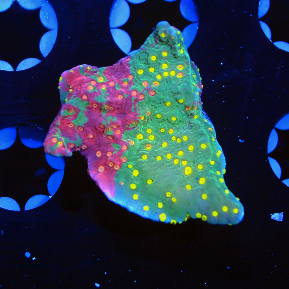 Live montipora saltwater corals for sale