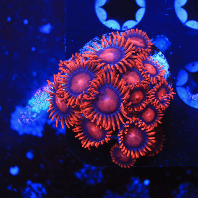 Zoanthid &amp; Palythoa