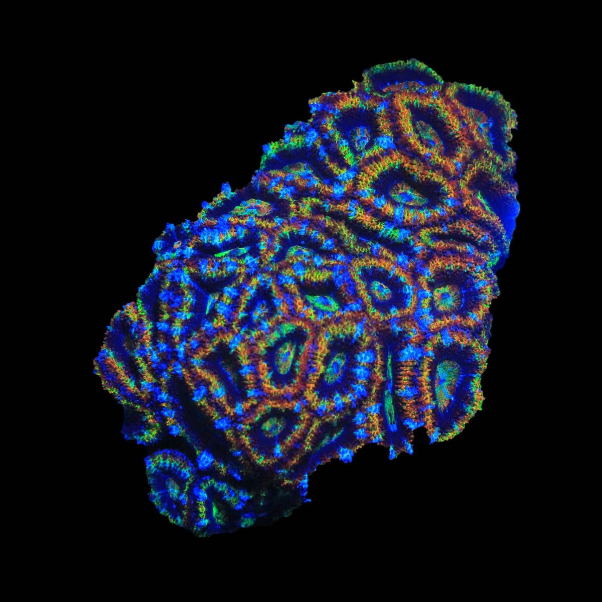 WYSIWYG Live Coral Colonies on sale