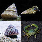 saltwater cleanup crew snails shrimp crabs 