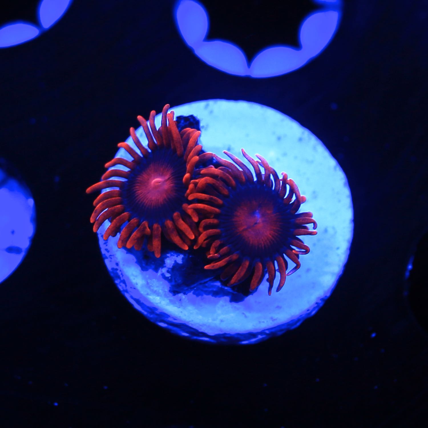 bam bam zoanthids live wysiwyg corals for sale 