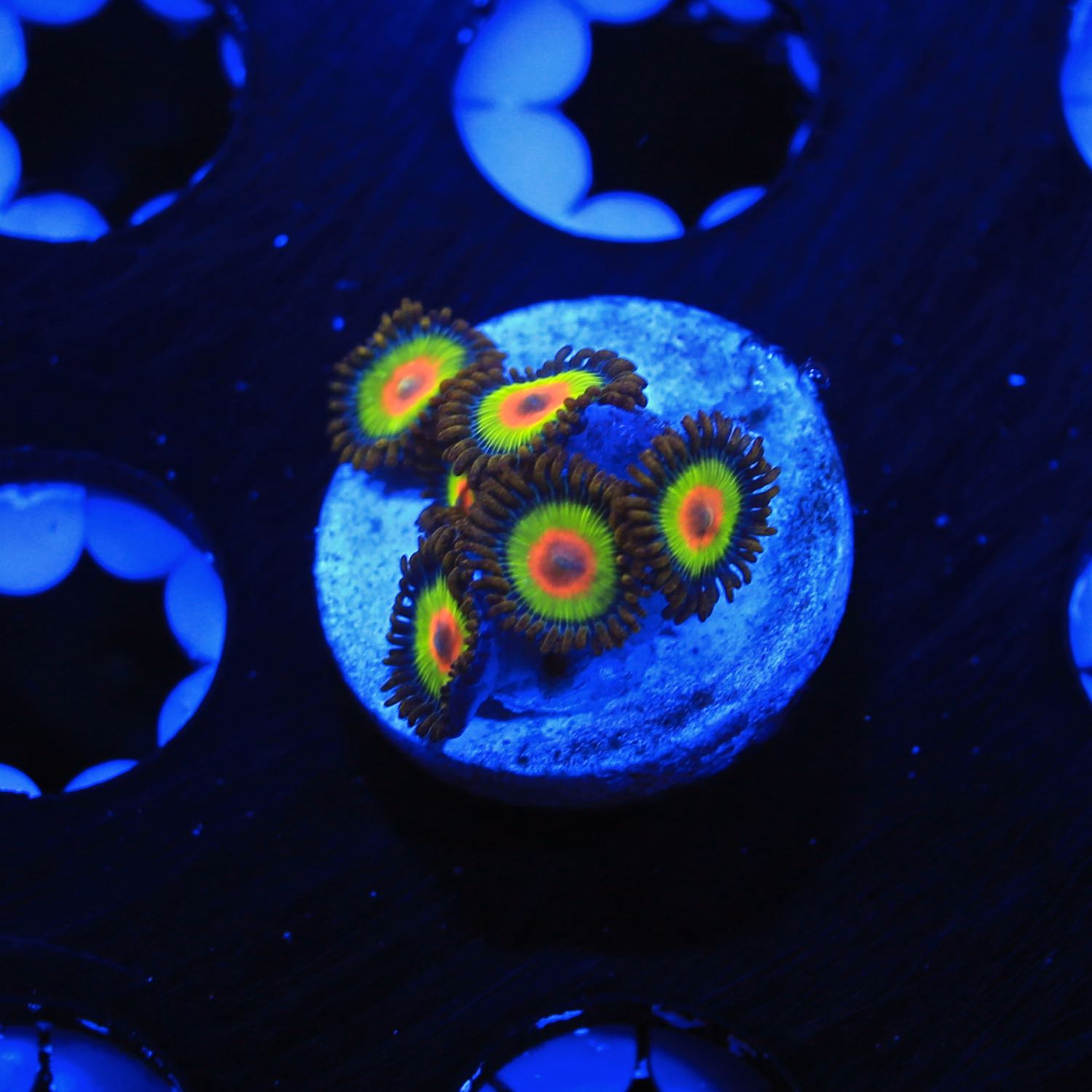 Rasta zoanthids for sale online