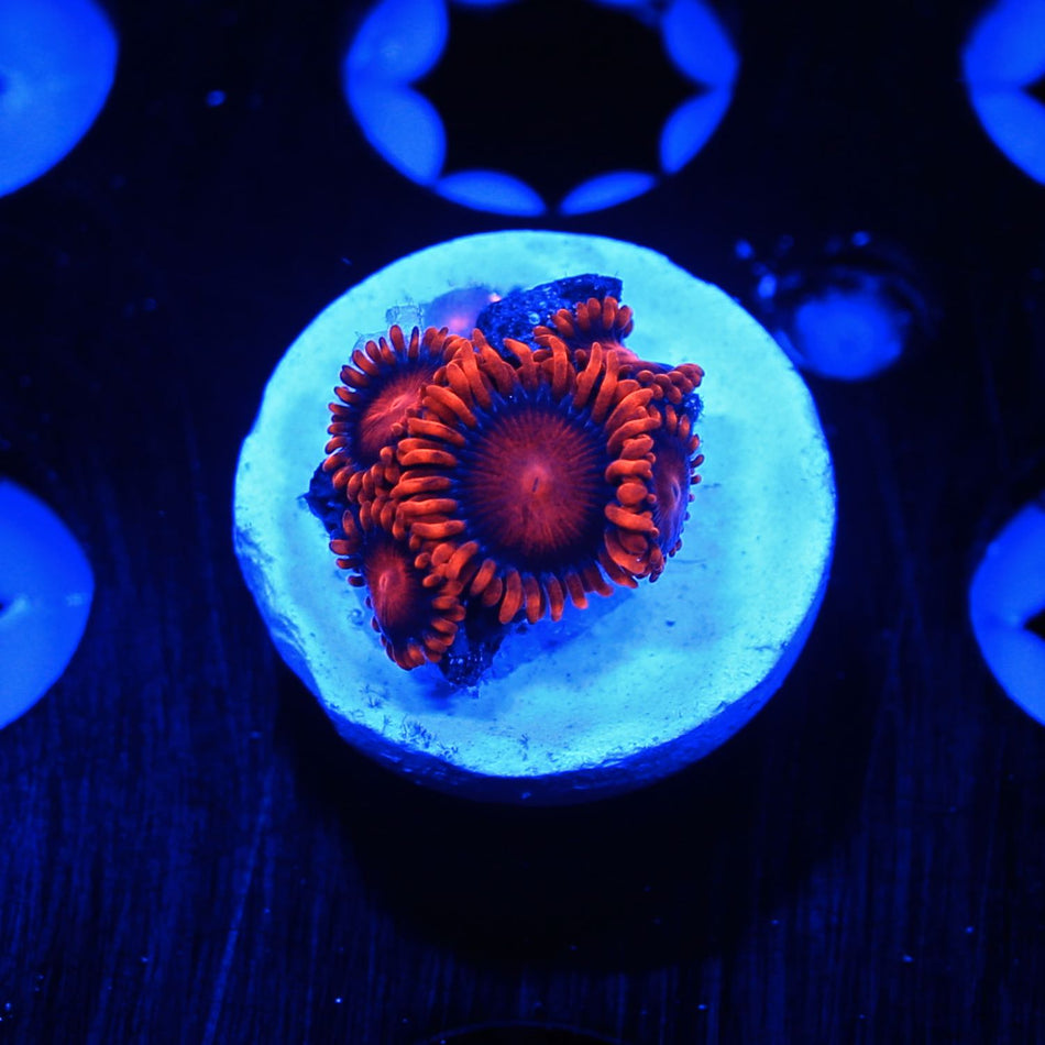 Bam Bam Zoanthids