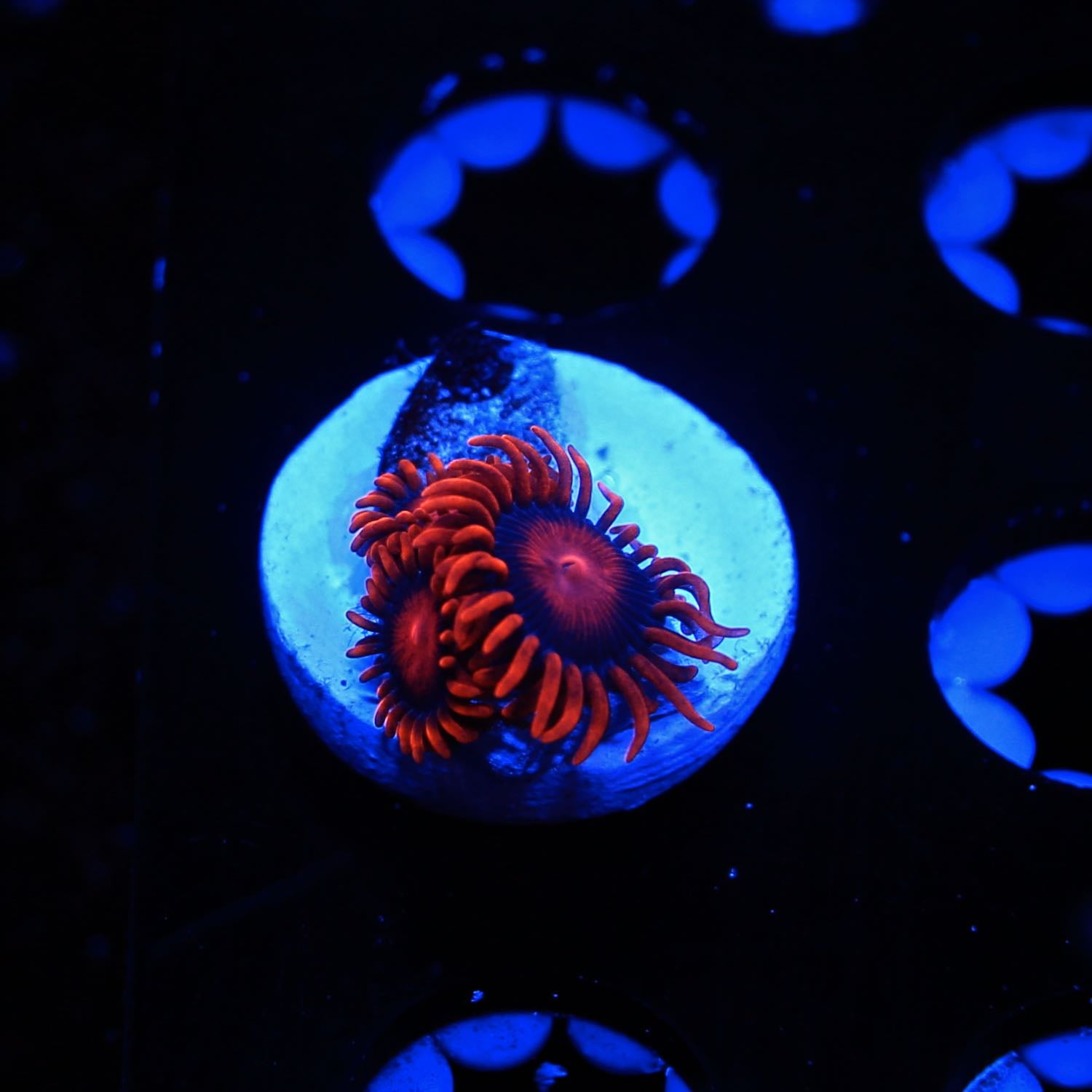 Bam bam zoanthids live wysiwyg corals for sale