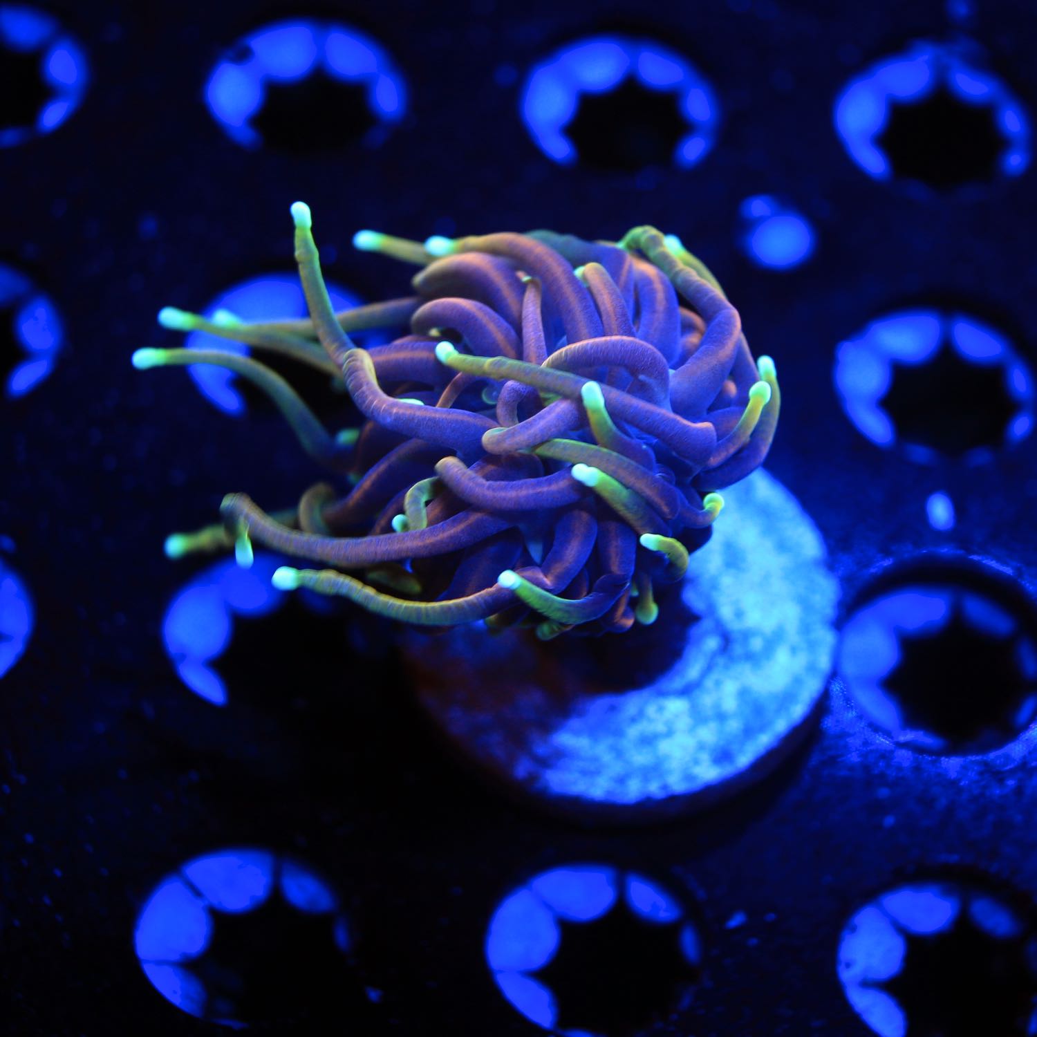 Dragon soul torch live wysiwyg corals for sale