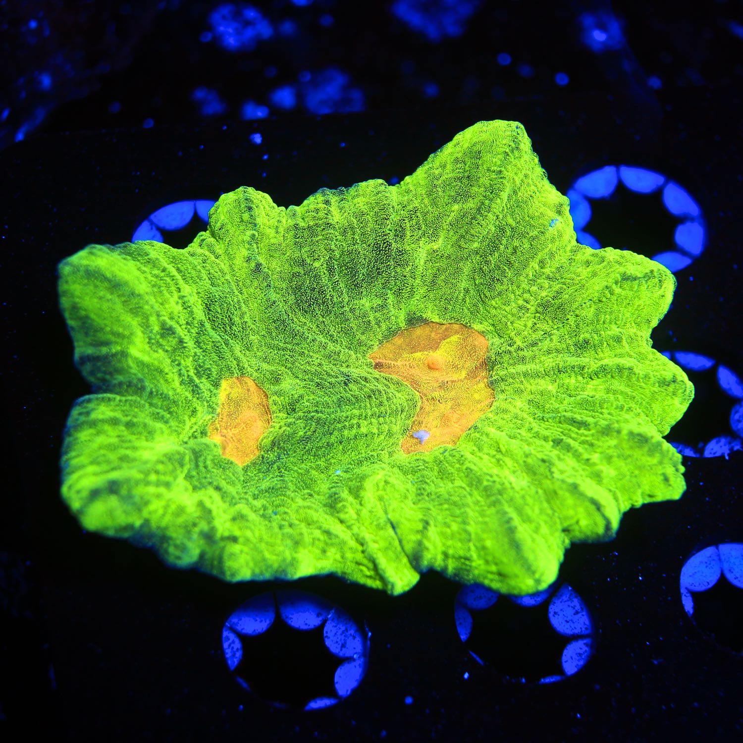 Space invader pectinia coral on sale LPS WYSIWYG corals for sale