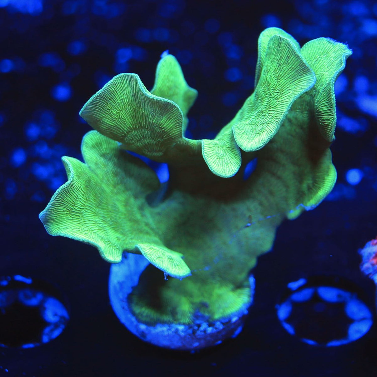 mint green pavona coral live corals for sale online