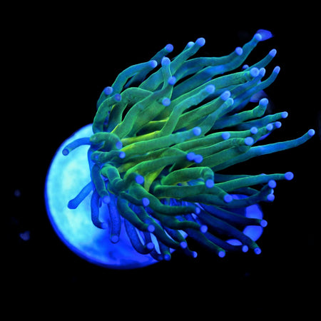 blue tip torch coral live wysiwyg corals for sale