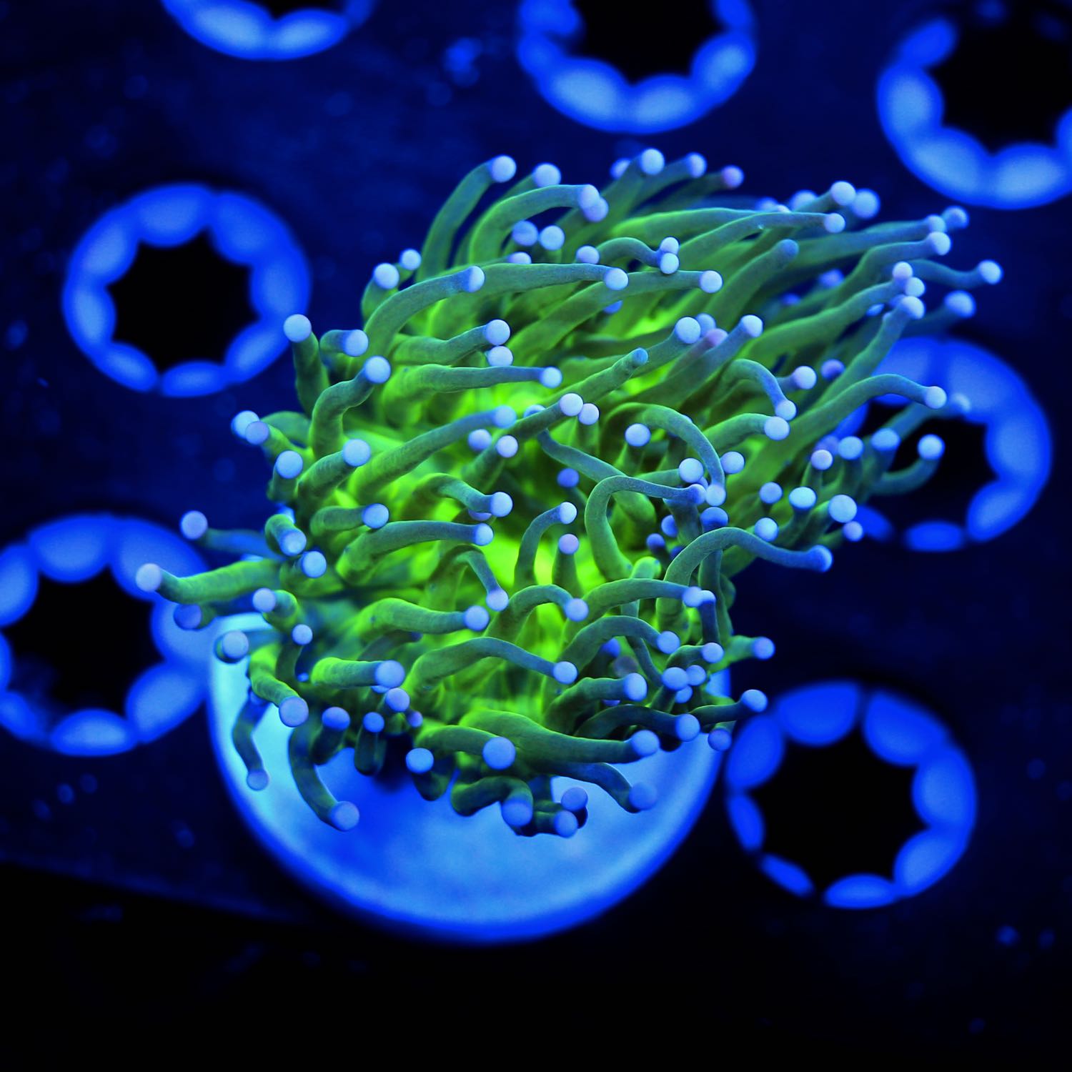 blue tip torch live wysiwyg corals for sale online