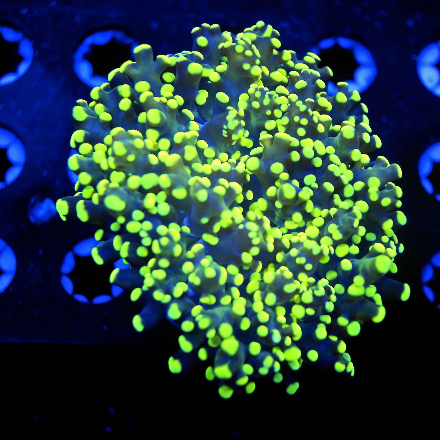 indo frogspawn live wysiwyg corals for sale online