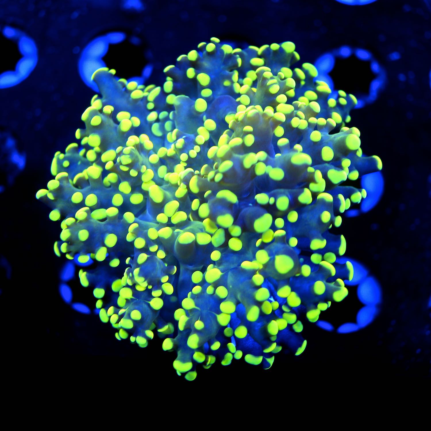 indo frogspawn live wywisyg corals for sale online