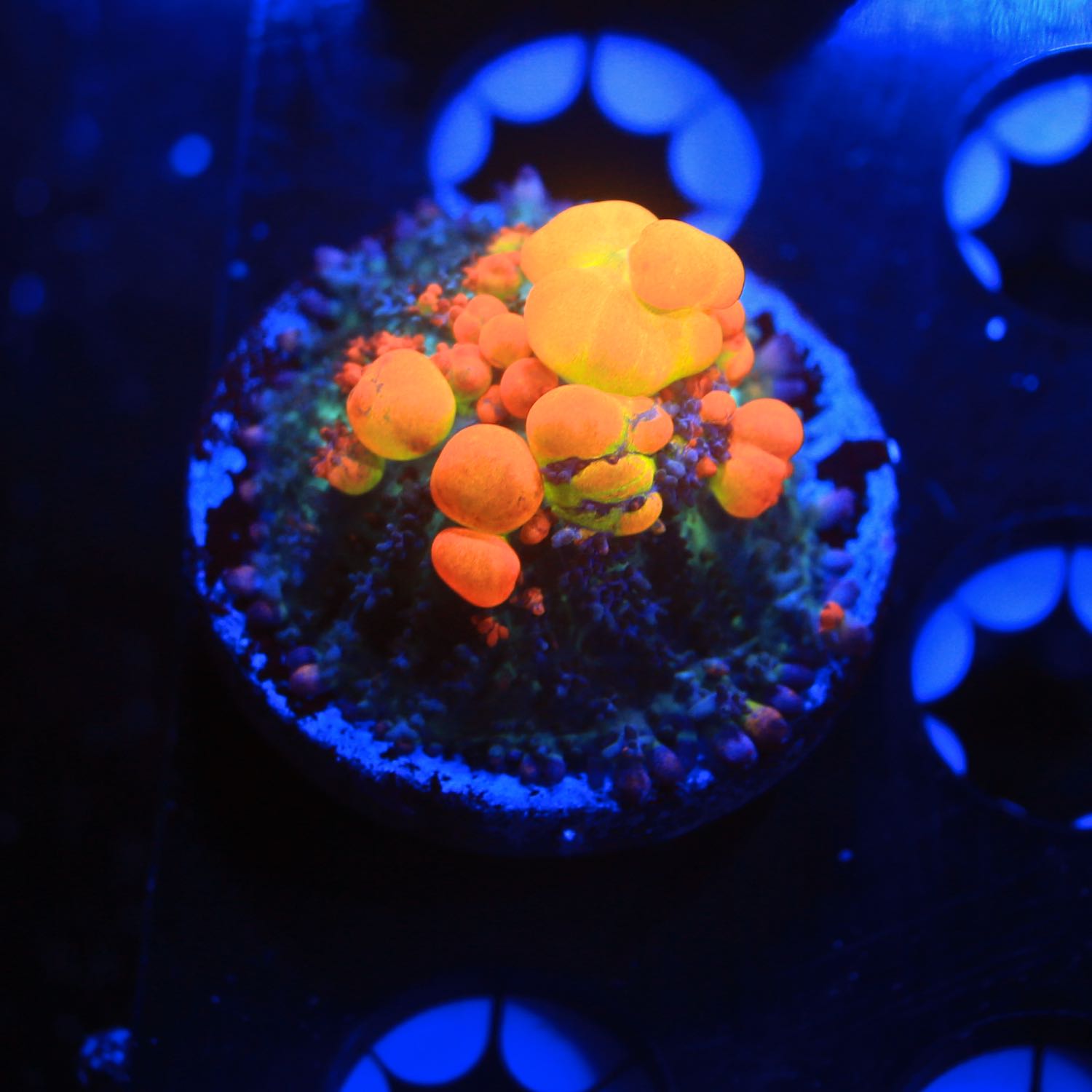 OG bounce mushroom live wysiwyg corals for sale online Strictly Fish