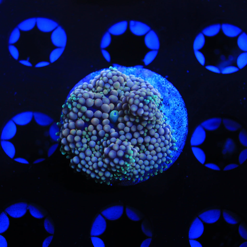 Ricordea mushroom live wysiwyg corals for sale online