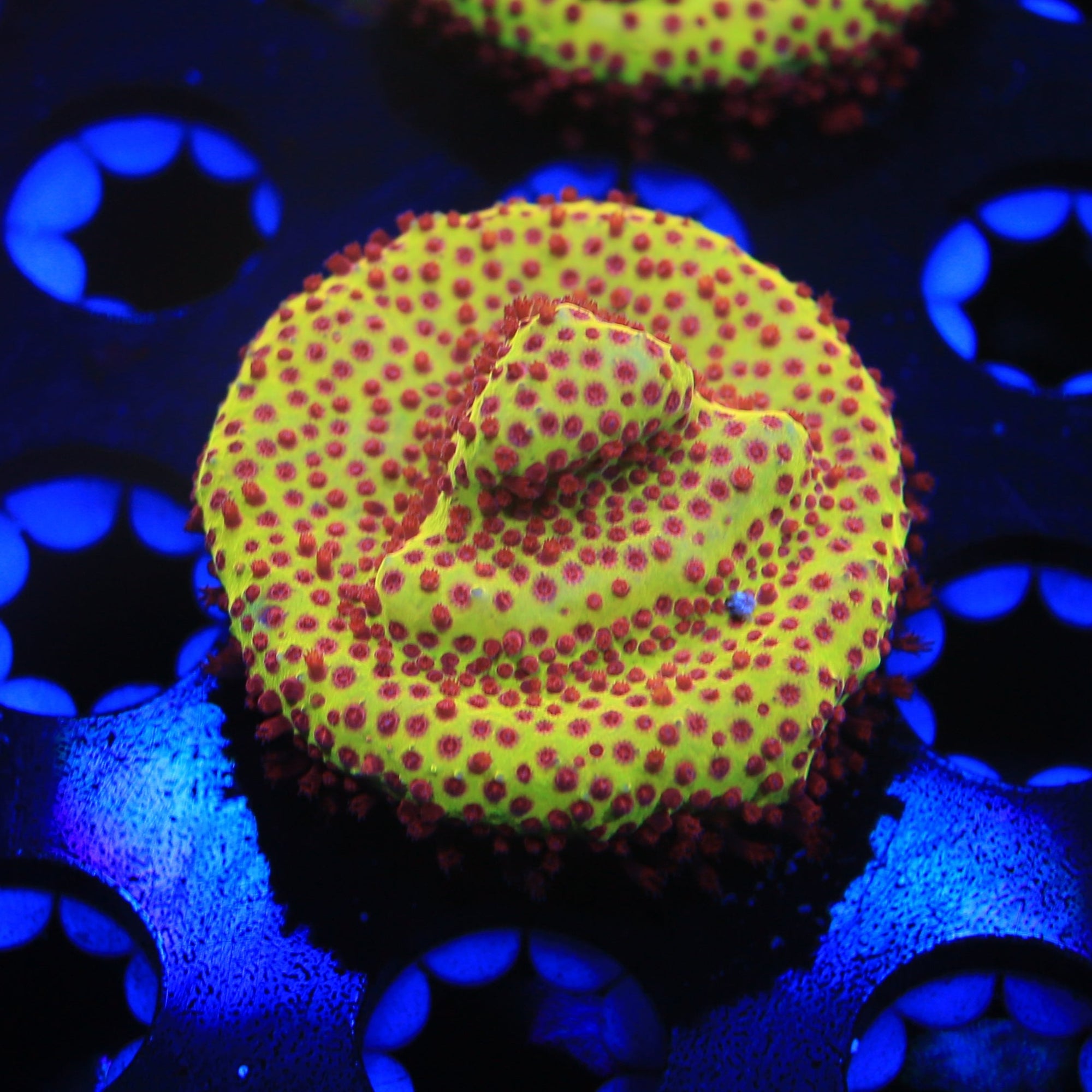 burning banana stylo live wysiwyg corals for sale online