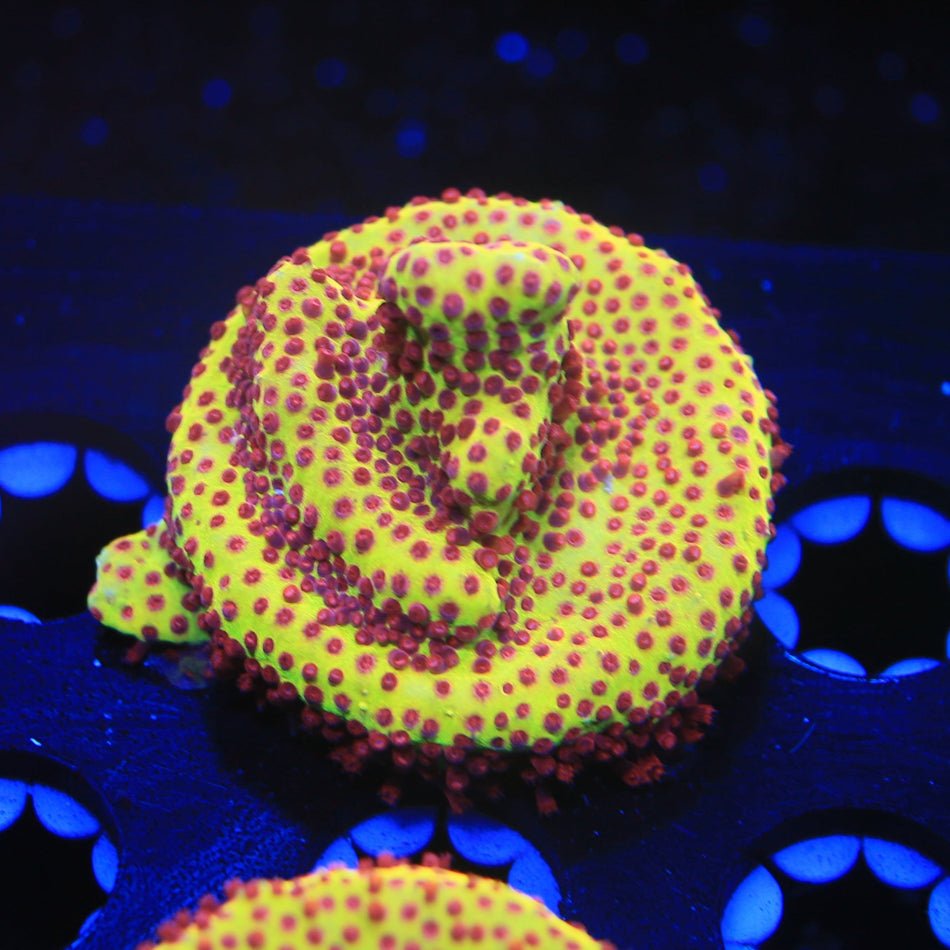 burning banana stylo live wysiwyg corals for sale