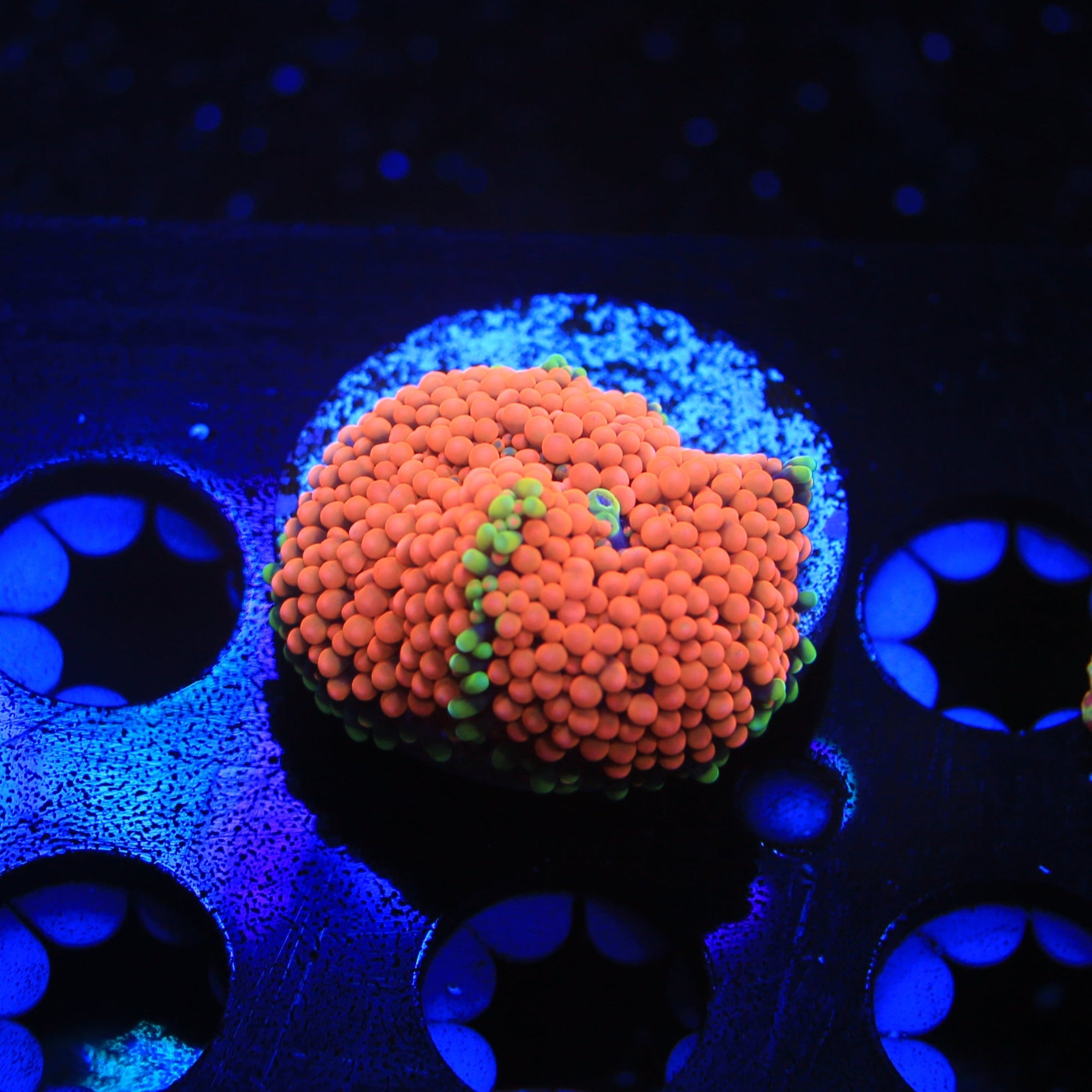 unique ricordea live wysiwyg corals for sale