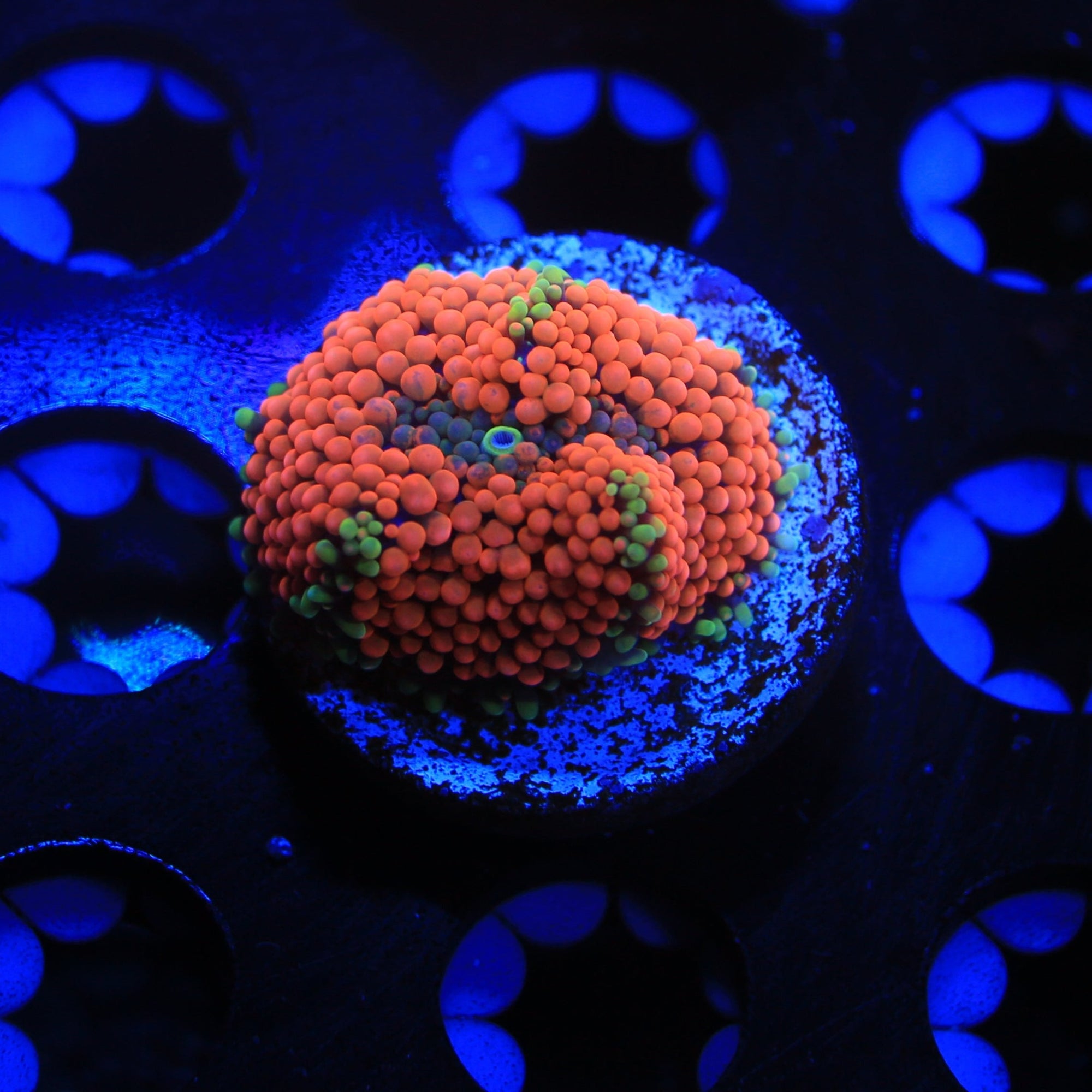 unique ricordea live wysiwyg corals for sale online