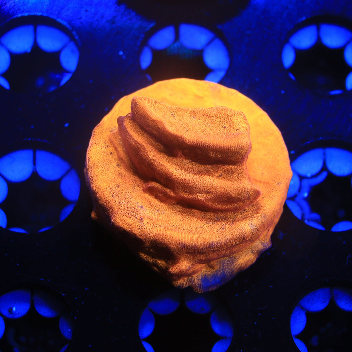 24kt lepto live wysiwyg corals for sale