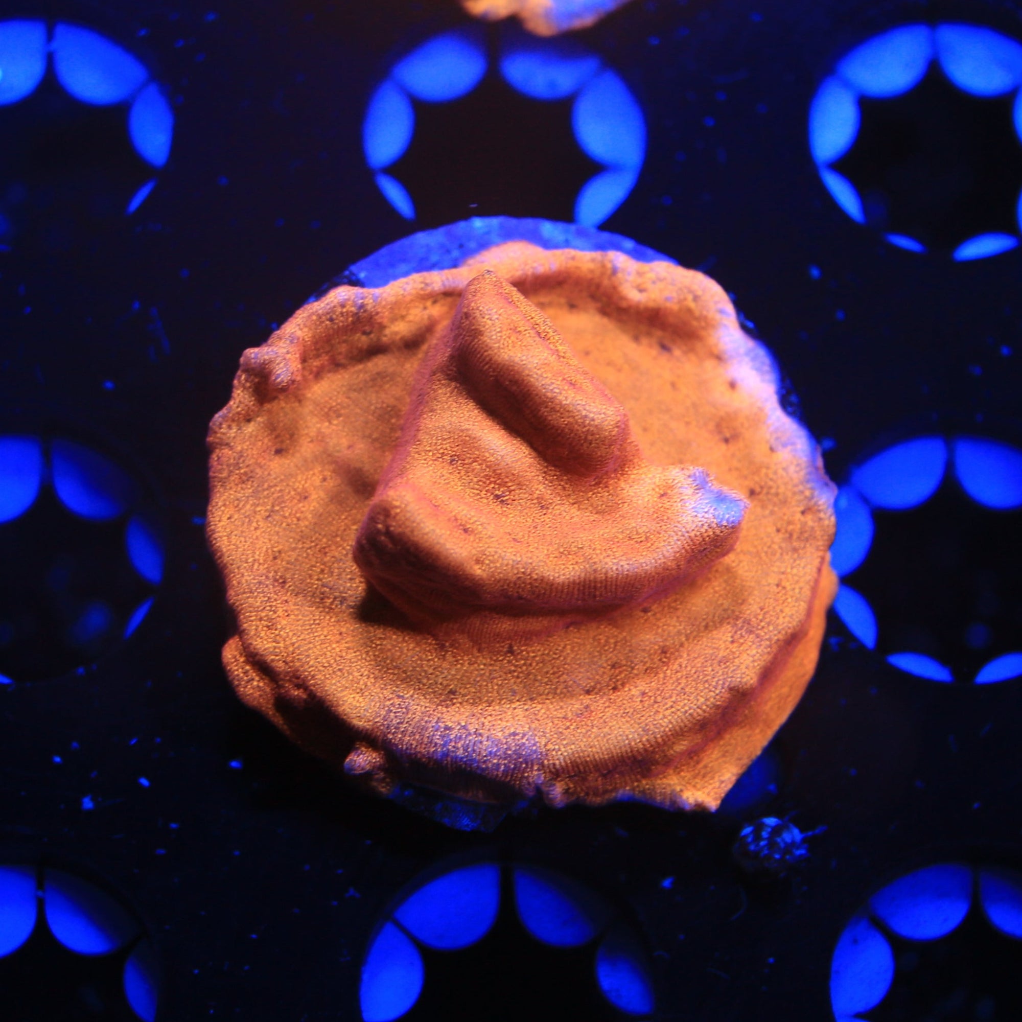 24kt lepto live wysiwyg corals for sale online