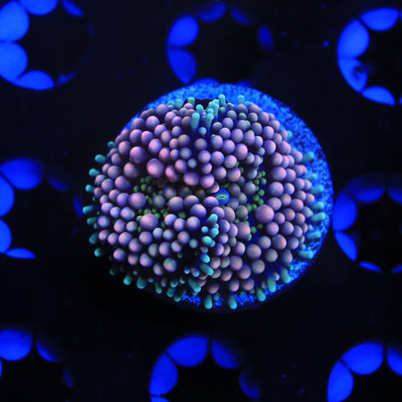 pink ricordea live wysiwyg corals for sale