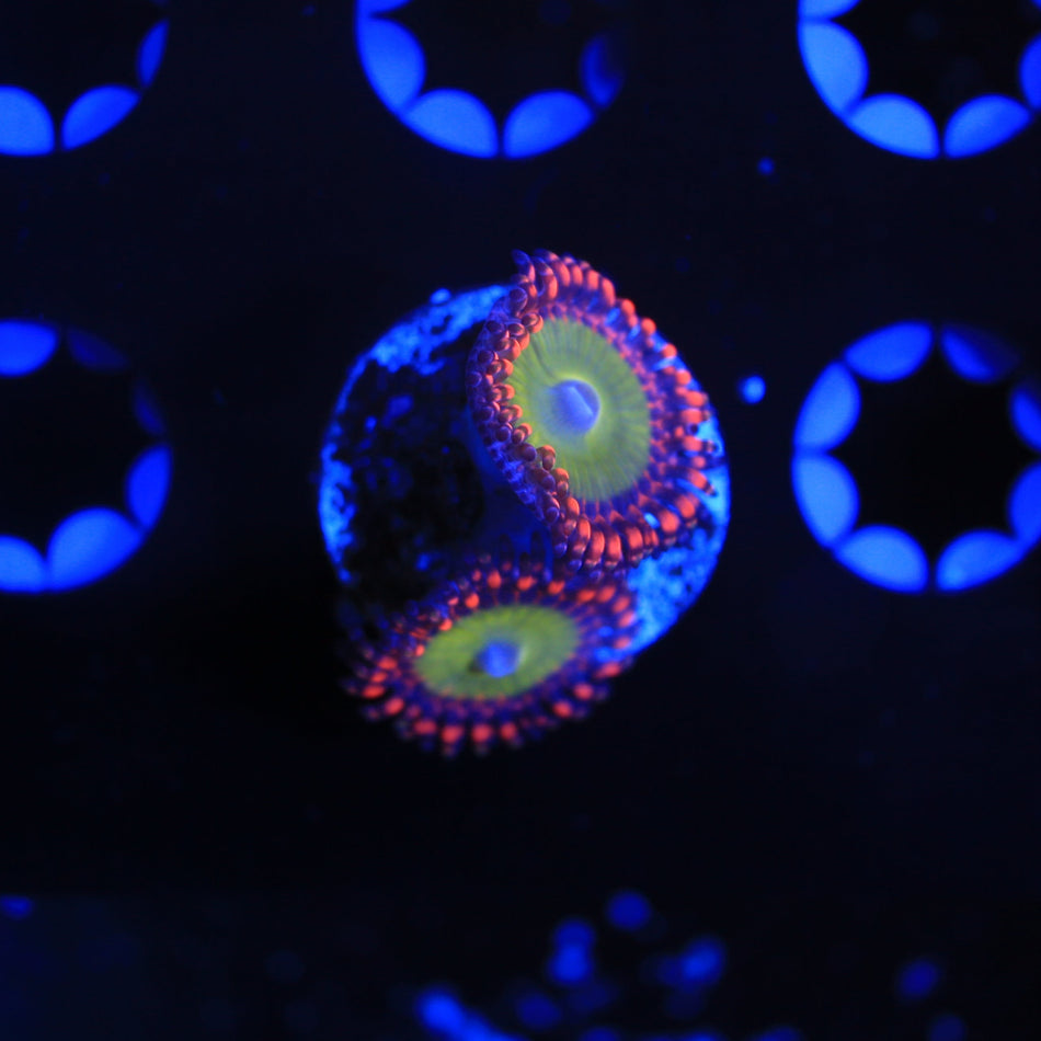 candy apple palythoa live wysiwyg coral