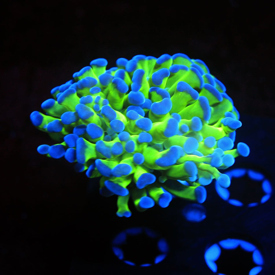 Indo Frogspawn