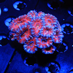 Acan