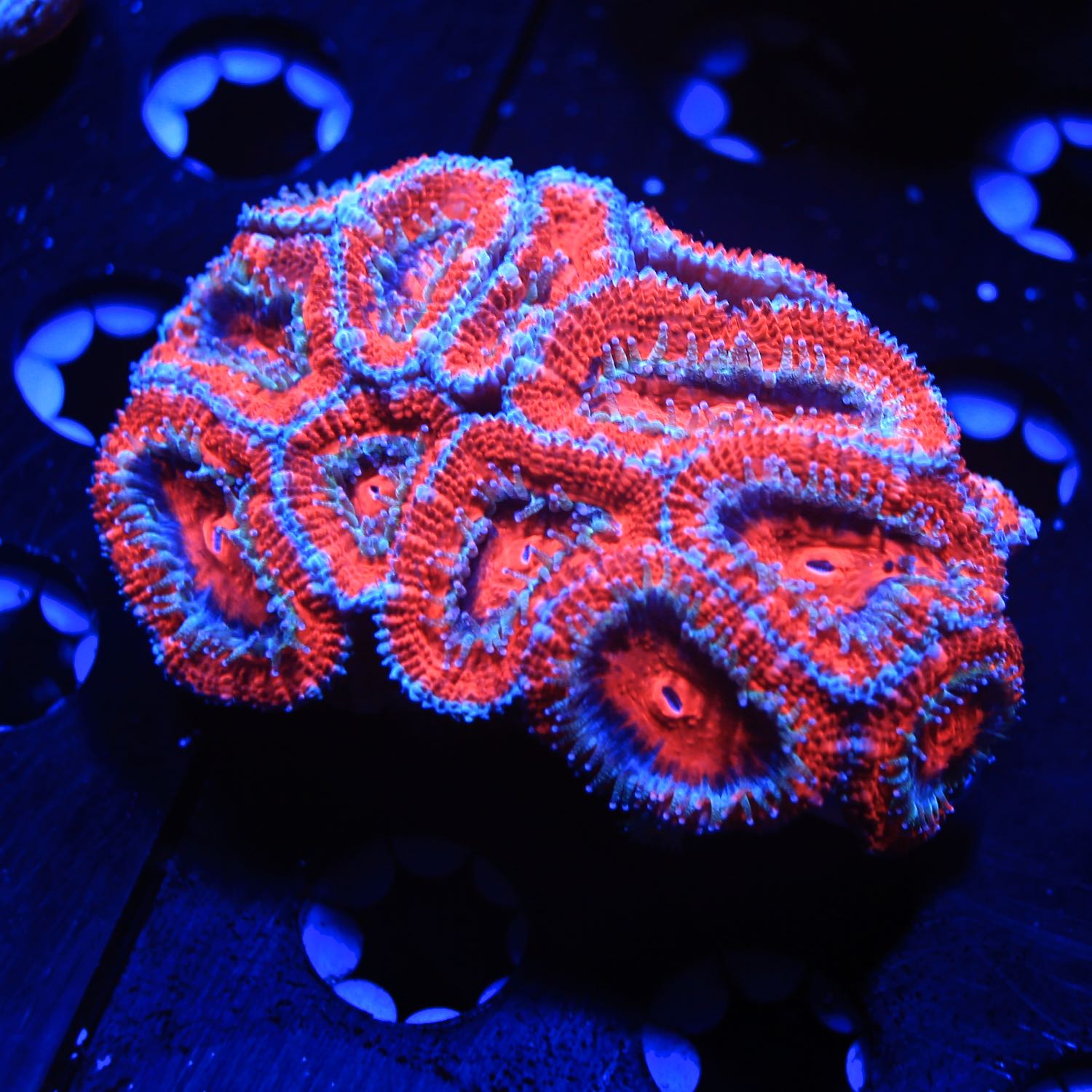Acan Lord