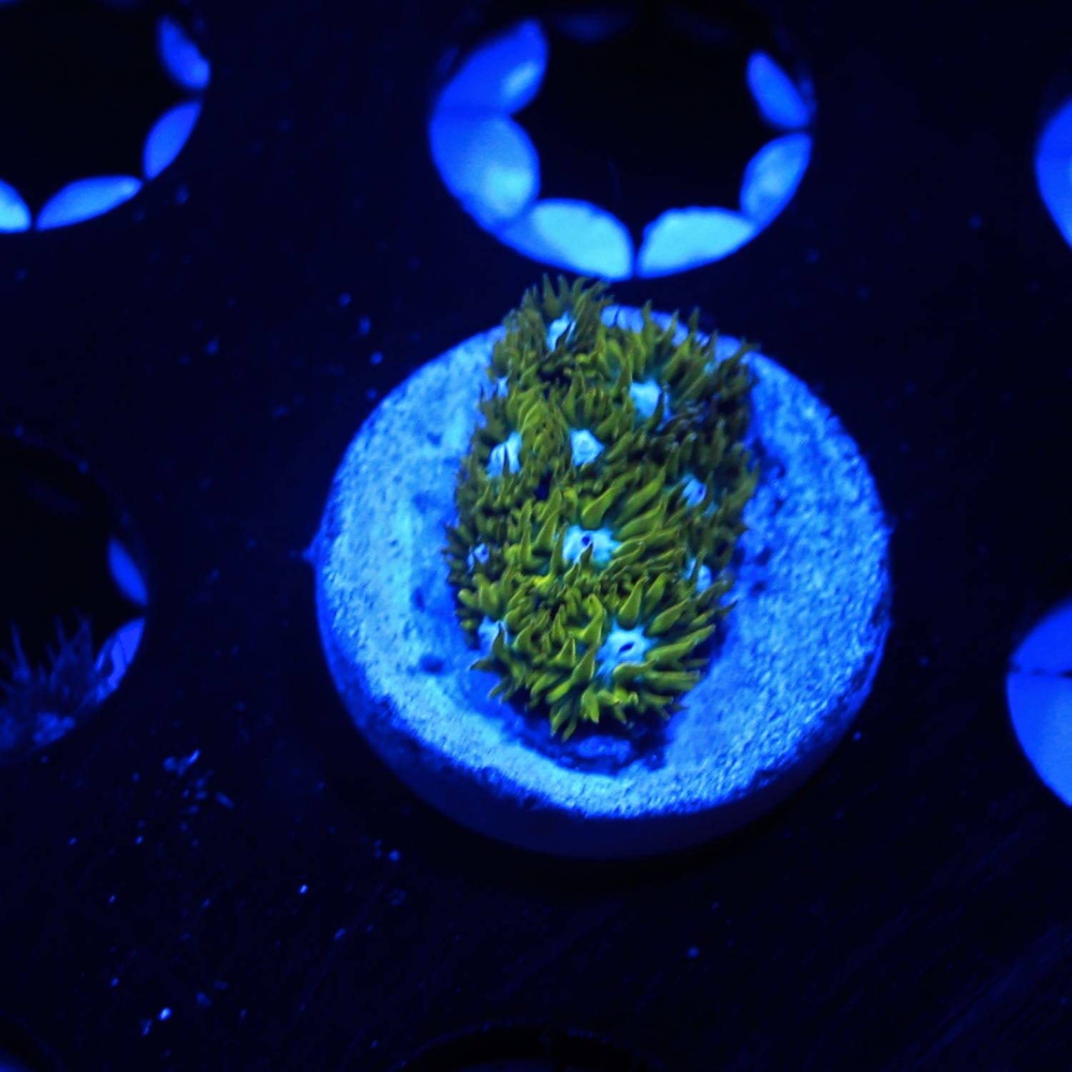 GREEN FIELD LEPTASTREA