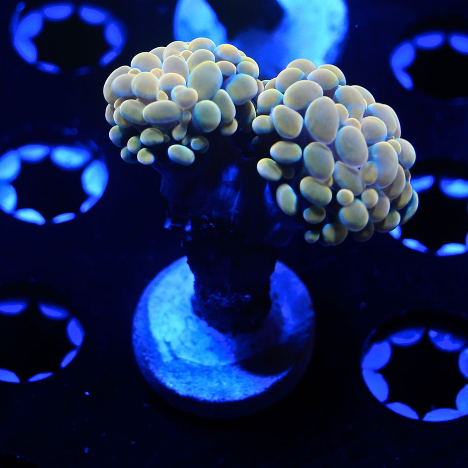 GOLD Branching Hammer