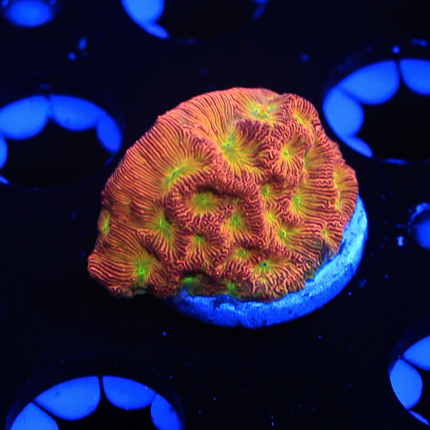 Jack O' lantern Lepto