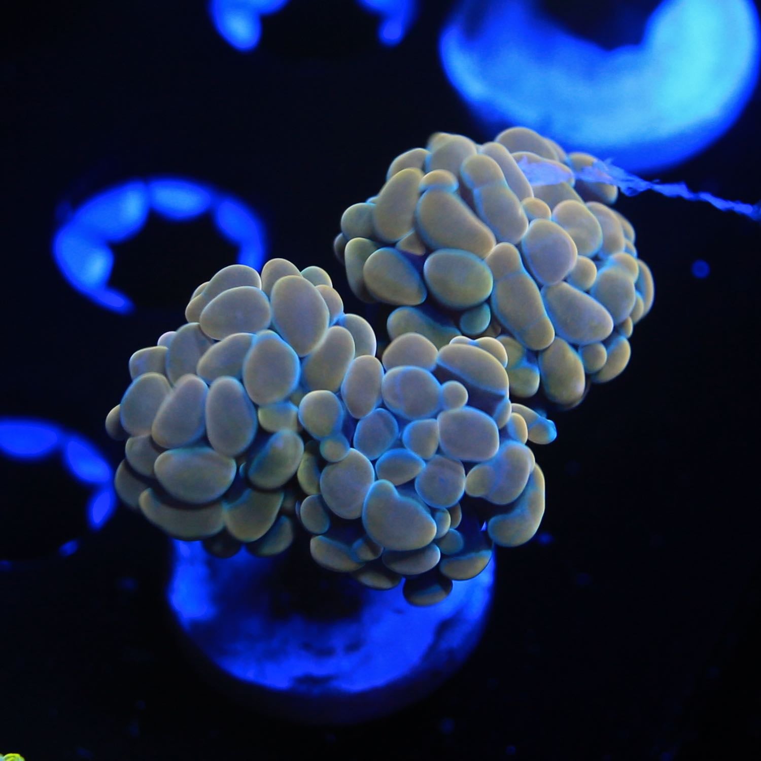 Gold Branching Hammer